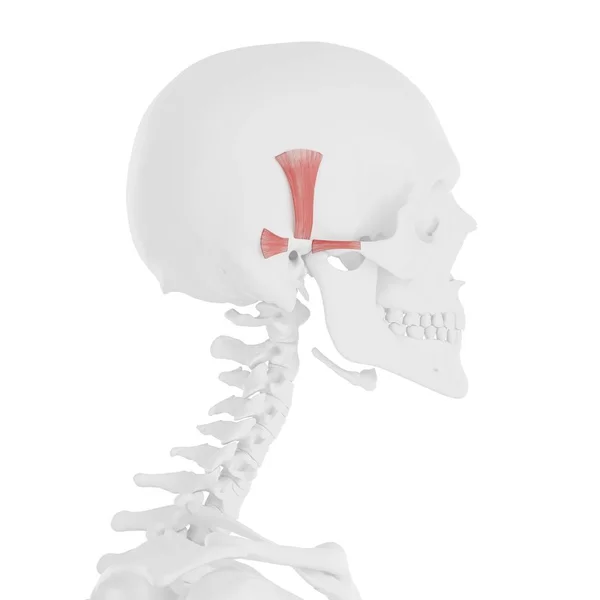 Auricularis Músculos Cráneo Humano Ilustración Por Ordenador — Foto de Stock