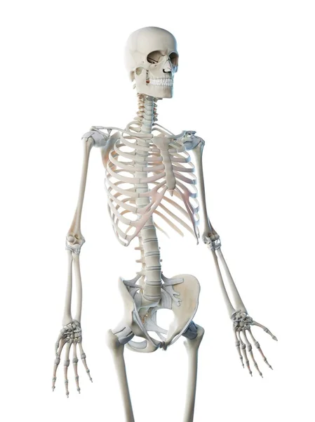 Human Skeleton Upper Body Bones Computer Illustration — Stock Photo, Image