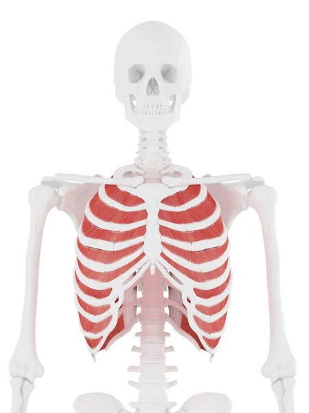 Human Skeleton Detailed Red Inner Intercostal Muscle Digital Illustration — Stock Photo, Image