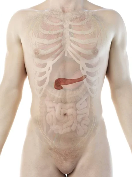 Anatomia Del Pancreas Maschile Illustrazione Computer — Foto Stock