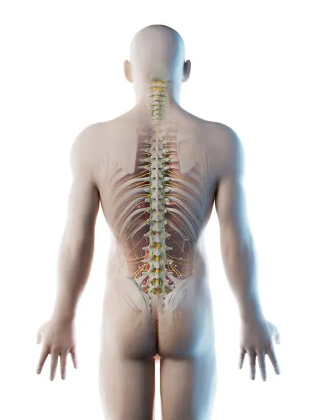 Man Terug Anatomie Skelet Systeem Computer Illustratie — Stockfoto