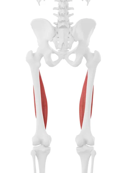 Menselijk Skelet Model Met Gedetailleerde Vastus Intermedius Spier Computer Illustratie — Stockfoto