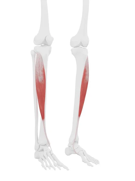 Human Skeleton Model Detailed Tibialis Anterior Muscle Computer Illustration — Stock Photo, Image