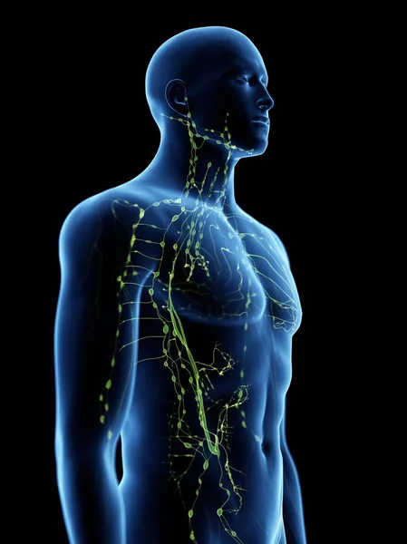 Corpo Masculino Abstrato Com Sistema Linfático Visível Ilustração Digital — Fotografia de Stock