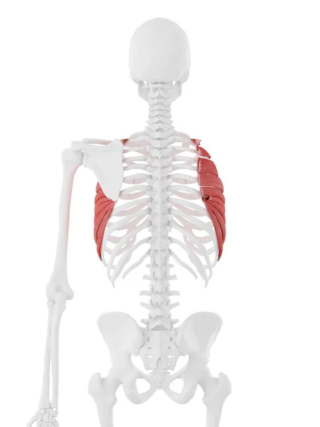 Human Skeleton Red Colored Serratus Anterior Muscle Digital Illustration — Stock Photo, Image