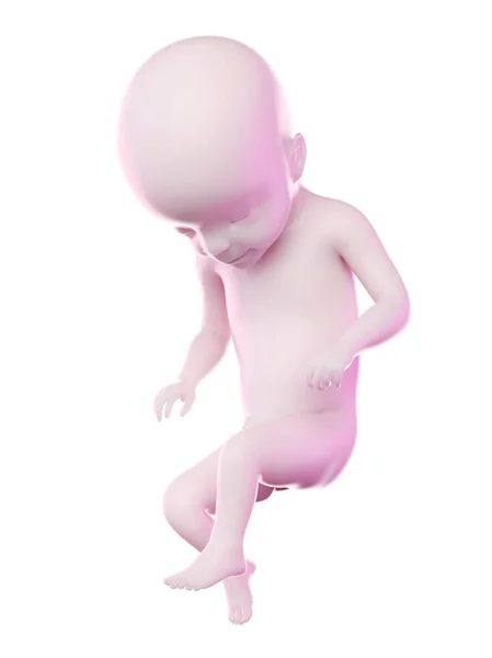 Menselijke Foetus Week Computerillustratie — Stockfoto