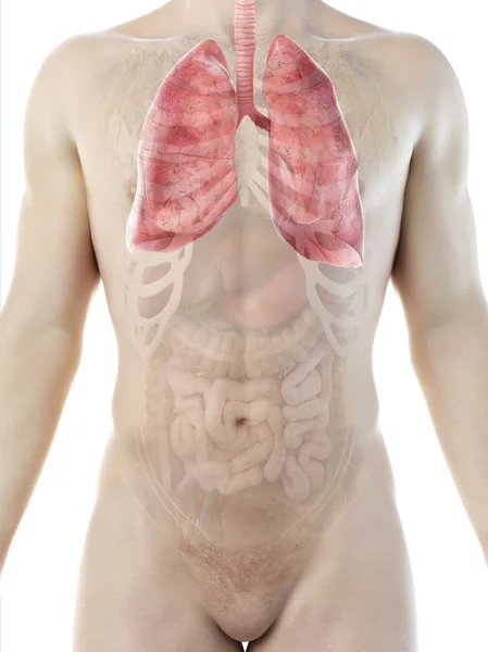 Płuca Anatomii Męskiego Ciała Ilustracja Komputerowa — Zdjęcie stockowe