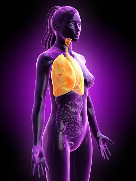 Kobiecy Model Anatomiczny Żółtymi Widocznymi Płucami Ilustracja Komputera — Zdjęcie stockowe