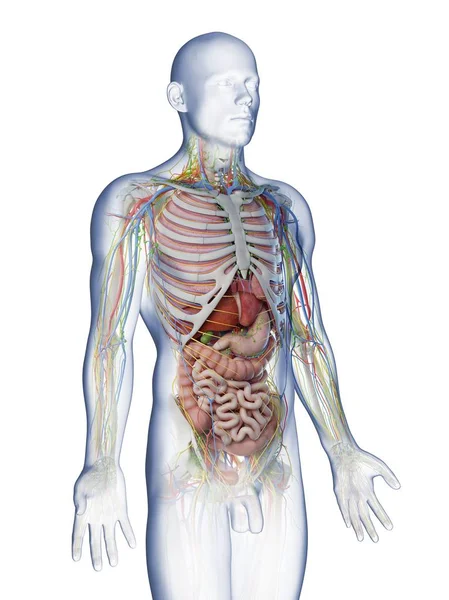 Mężczyzna Górna Część Ciała Anatomia Narządy Wewnętrzne Ilustracja Komputera — Zdjęcie stockowe