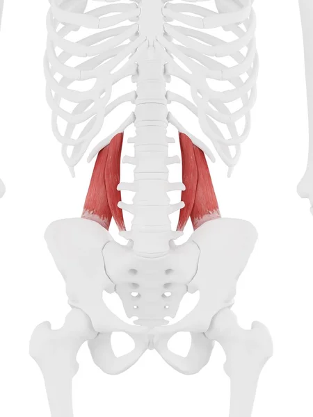 Esqueleto Humano Con Músculo Quadratus Lumborum Color Rojo Ilustración Digital —  Fotos de Stock