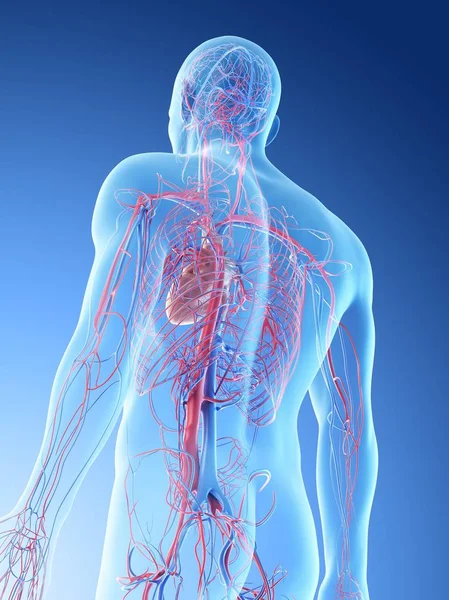 Vasos Sanguíneos Parte Superior Corpo Humano Ilustração Digital — Fotografia de Stock