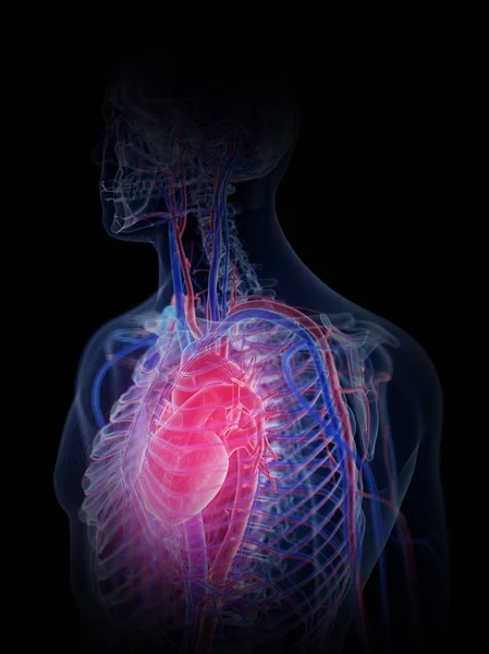 Sistema Cardiovascolare Nel Corpo Maschile Normale Illustrazione Computer — Foto Stock