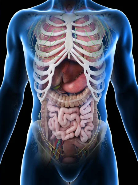 Kaburga Arkasında Organları Ile Erkek Anatomisi Gösteren Gerçekçi Insan Vücudu — Stok fotoğraf