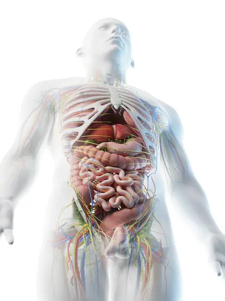 Male Upper Body Anatomy Internal Organs Low Angle View Computer — Stock Photo, Image