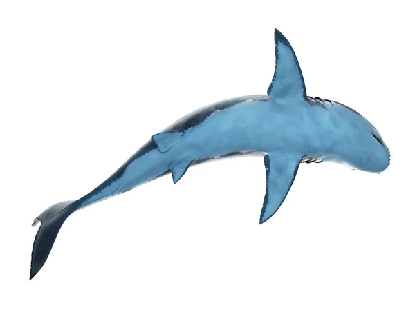 Grande Tubarão Branco Sobre Fundo Branco Digital Ilustração — Fotografia de Stock