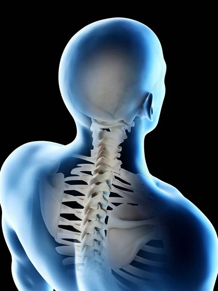 Huesos Masculinos Abstractos Del Cuello Ilustración Computadora —  Fotos de Stock