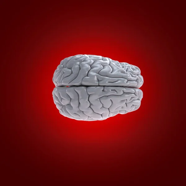 White Human Brain Model Red Background Digital Illustration — Stock Photo, Image