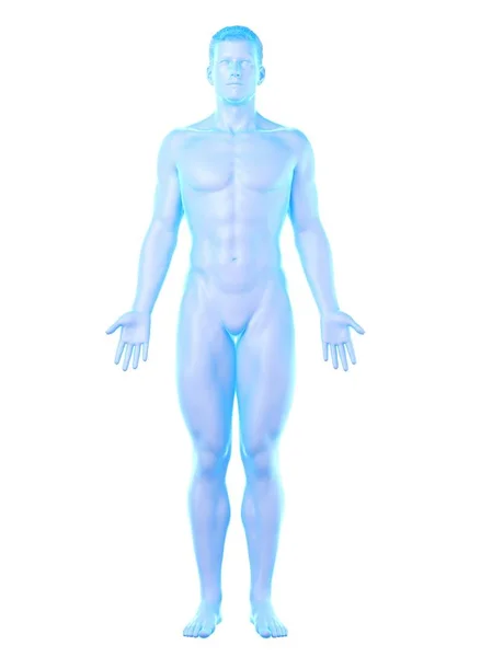 Erkek Anatomisini Gösteren Insan Vücudu Modeli Dijital Illüstrasyon — Stok fotoğraf