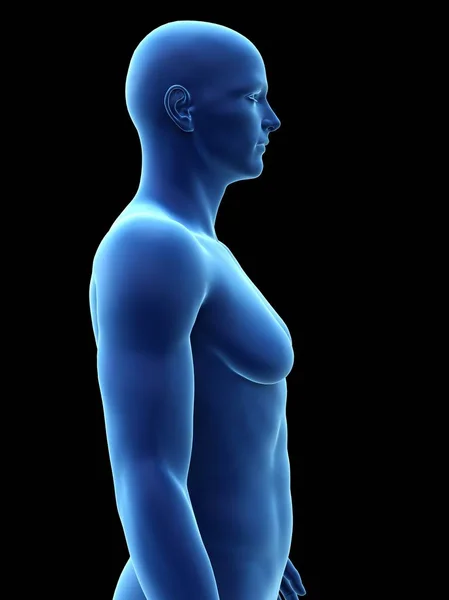 Man Gynecomastia Disorder Digital Illustration — Stock Photo, Image