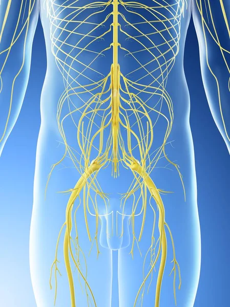 Pelvic Nerves Abstract Male Silhouette Computer Illustration — Stock Photo, Image