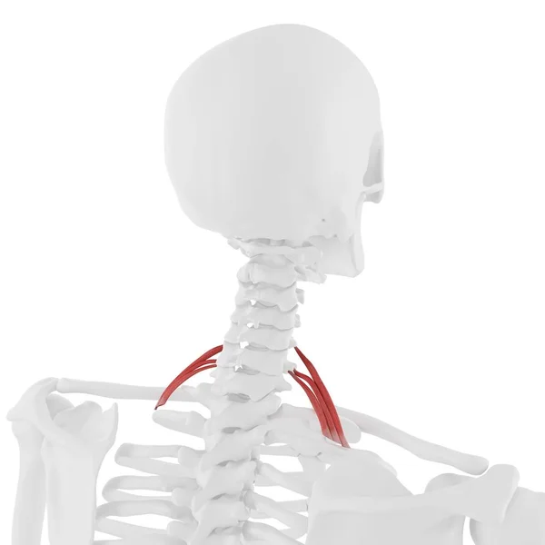 Human Skeleton Red Colored Scalene Posterior Muscle Digital Illustration — Stock Photo, Image