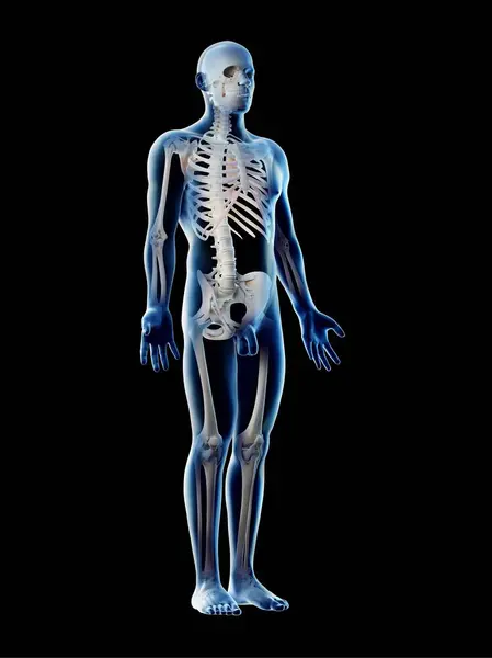 Esqueleto Masculino Ligamentos Corpo Transparente Ilustração Computacional — Fotografia de Stock