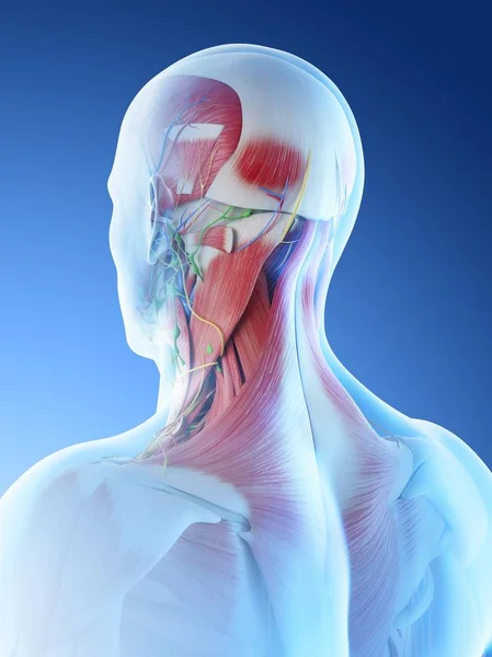 Männliche Kopf Und Nackenmuskulatur Computerillustration — Stockfoto