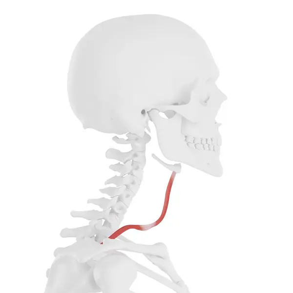 Человеческий Скелет Красным Цветом Omohyoid Мышцы Цифровая Иллюстрация — стоковое фото