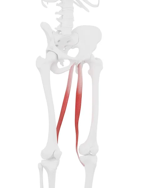 Scheletro Umano Con Dettagliato Muscolo Rosso Gracilis Illustrazione Digitale — Foto Stock