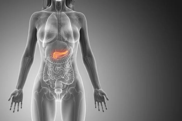 Pâncreas Colorido Modelo Anatômico Feminino Ilustração Digital — Fotografia de Stock