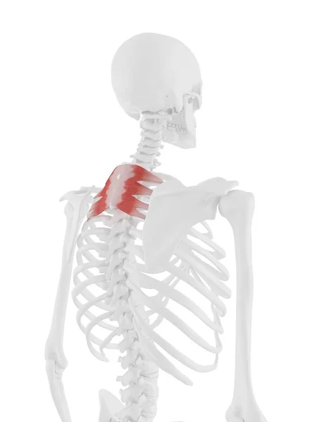 Ludzki Szkielet Czerwonym Kolorze Serratus Tylnej Przełożonego Mięśni Ilustracja Cyfrowa — Zdjęcie stockowe