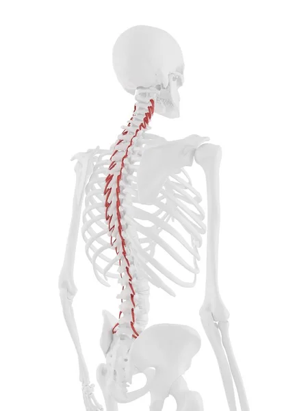 Человеческий Скелет Красным Цветом Мышцы Ротаторов Цифровая Иллюстрация — стоковое фото