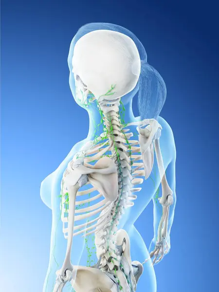 Vrouwelijk Lichaam Met Skelet Lymfestelsel Digitale Illustratie — Stockfoto