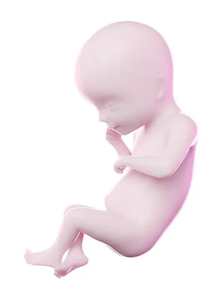 第19周的人类胎儿 计算机图解 — 图库照片