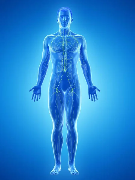 Anatomical Male Model Showing Lymphatic System Digital Illustration — Stock Photo, Image