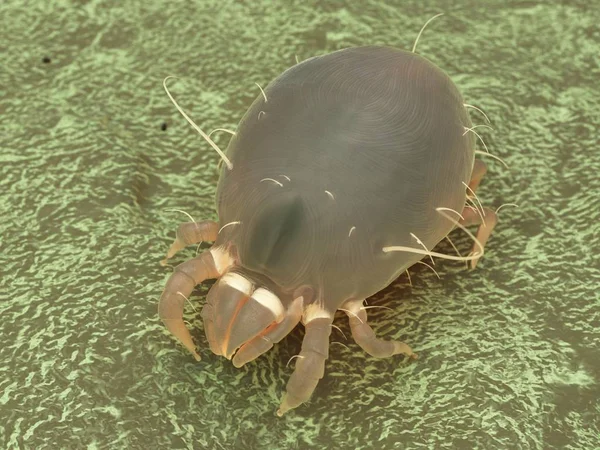 Dust Mite Parasite Microscopic Digital Illustration — Stock Photo, Image