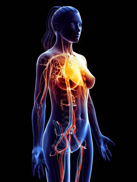 Cardiopatía Cuerpo Femenino Ilustración Digital Conceptual —  Fotos de Stock