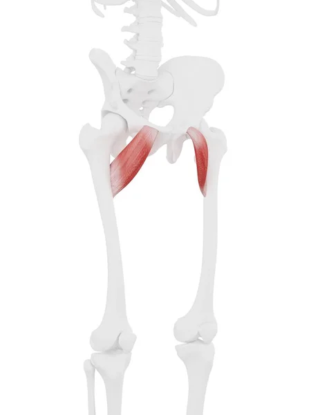 Human Skeleton Red Colored Pectineus Muscle Digital Illustration — Stock Photo, Image