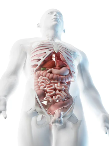 男性解剖学と内臓を示す透明ボディモデル デジタルイラスト — ストック写真