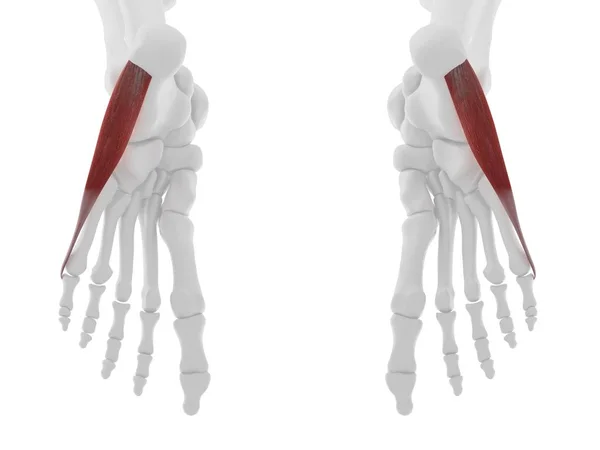 Human Skeleton Part Detailed Red Abductor Digiti Minimi Muscle Digital — Stock Photo, Image