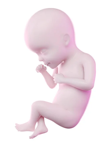 Human Fetus Week Computer Illustration — Stock Photo, Image