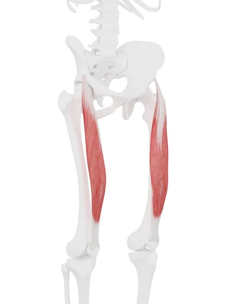 Menselijk Skelet Met Rood Gekleurde Rectus Musculus Femoris Spier Digitale — Stockfoto