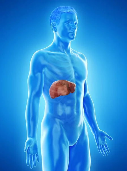 Anatomia Fígado Silhueta Corporal Masculina Ilustração Digital — Fotografia de Stock