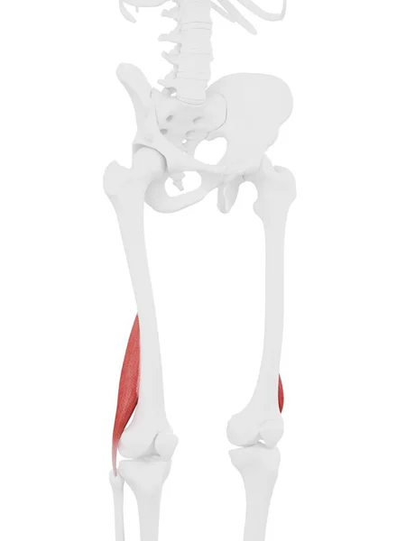 Human Skeleton Part Detailed Red Short Biceps Femoris Muscle Digital — Stock Photo, Image