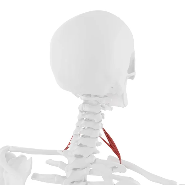 Human Skeleton Red Colored Scalene Anterior Muscle Digital Illustration — Stock Photo, Image