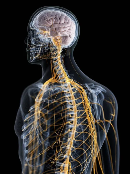Abstract Male Silhouette Visible Brain Nerves Nervous System Computer Illustration — ストック写真