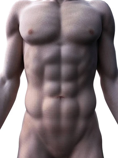 Masculino Renderização Mostrando Abdominais Músculos Computador Ilustração — Fotografia de Stock