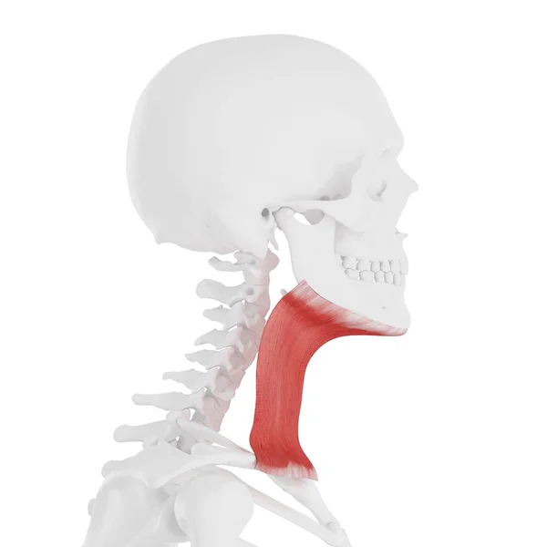 Scheletro Umano Con Dettagliato Muscolo Platysma Rosso Illustrazione Digitale — Foto Stock