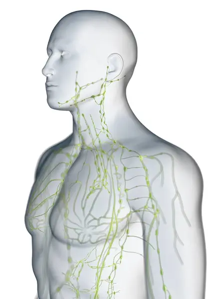 Corpo Maschile Astratto Con Sistema Linfatico Visibile Illustrazione Digitale — Foto Stock