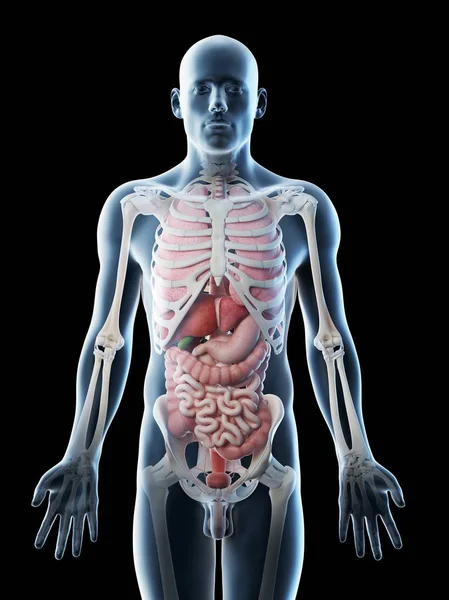 Modelo Corporal Transparente Que Muestra Anatomía Masculina Órganos Internos Ilustración —  Fotos de Stock